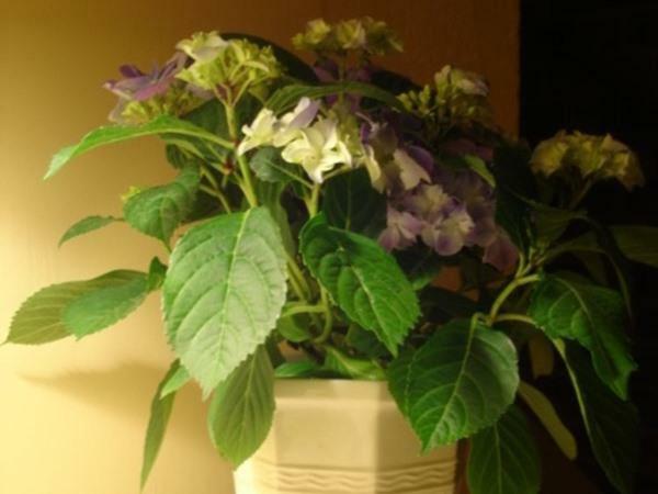 The Old Manor House B & B Brasted Екстериор снимка